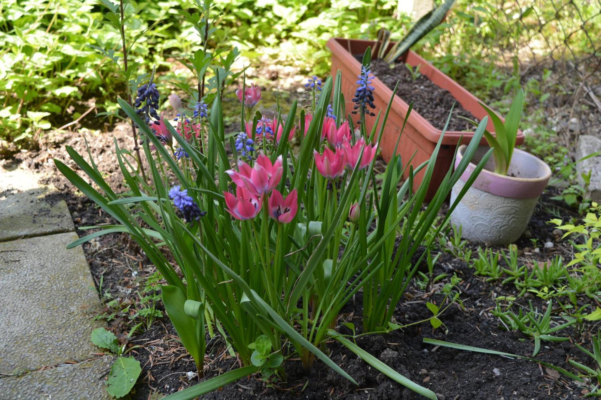 Center With A Backyard